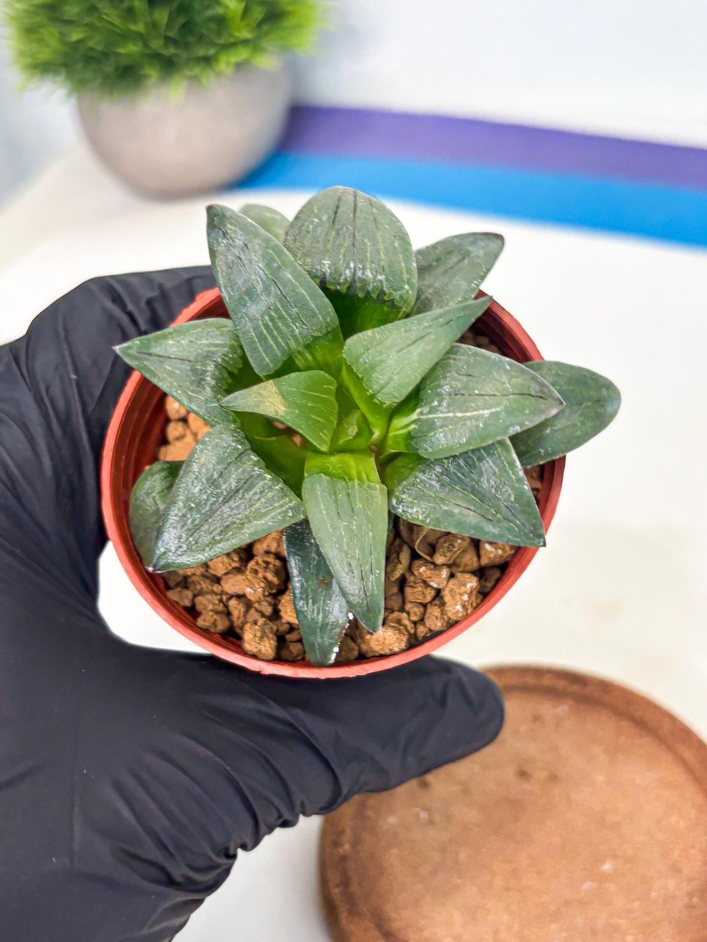 Haworthia Shuten-doji (wa6) (g17) | Rare Import
