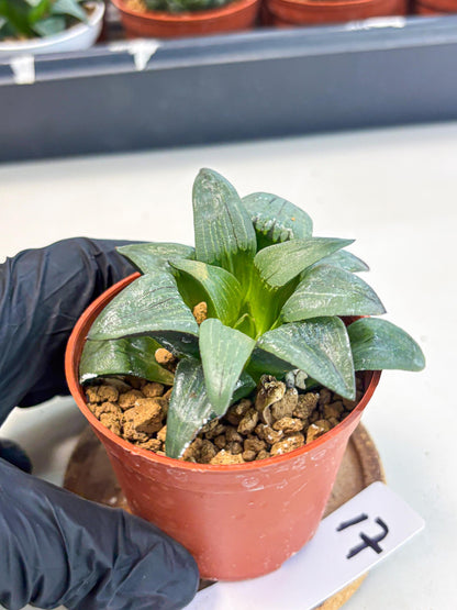Haworthia Shuten-doji (wa6) (g17) | Rare Import