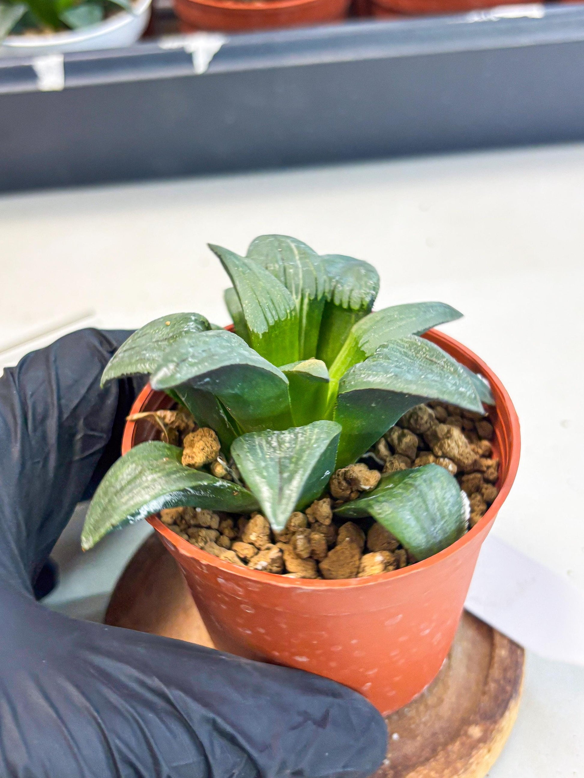 Haworthia Shuten-doji (wa6) (g17) | Rare Import