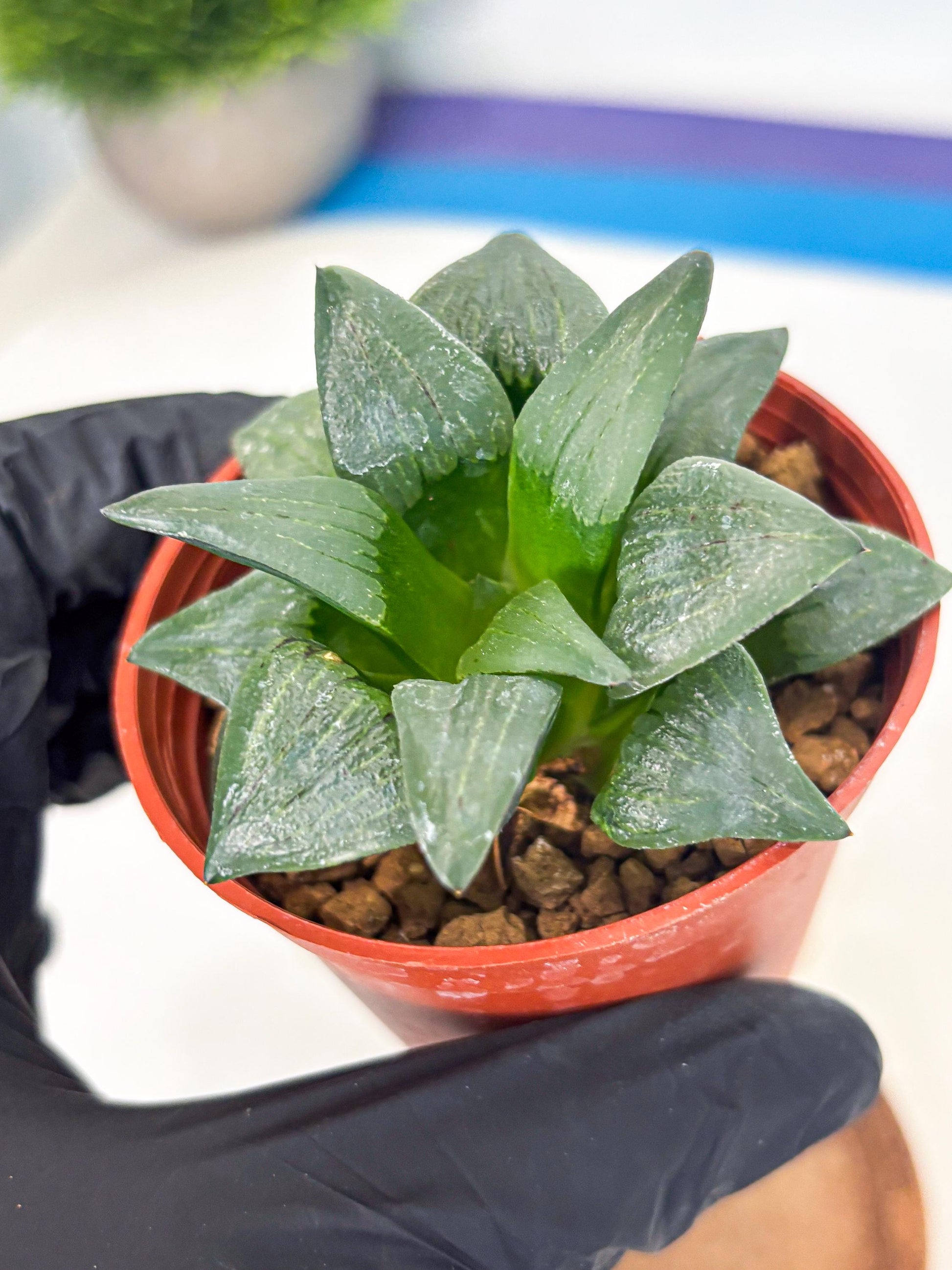 Haworthia Shuten-doji (wa6) (g18) | Rare Import