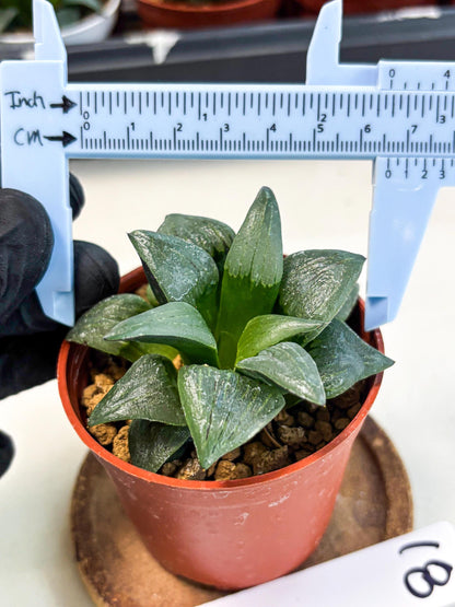 Haworthia Shuten-doji (wa6) (g18) | Rare Import
