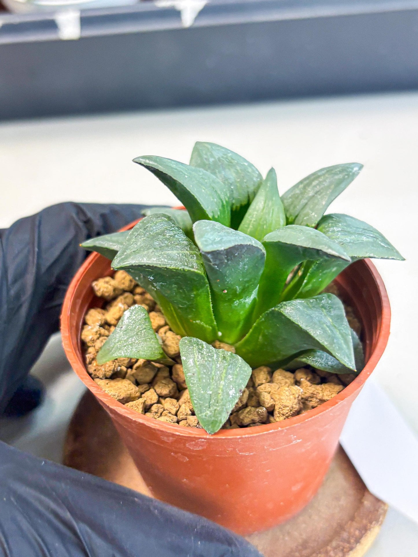 Haworthia Shuten-doji (wa6) (g18) | Rare Import