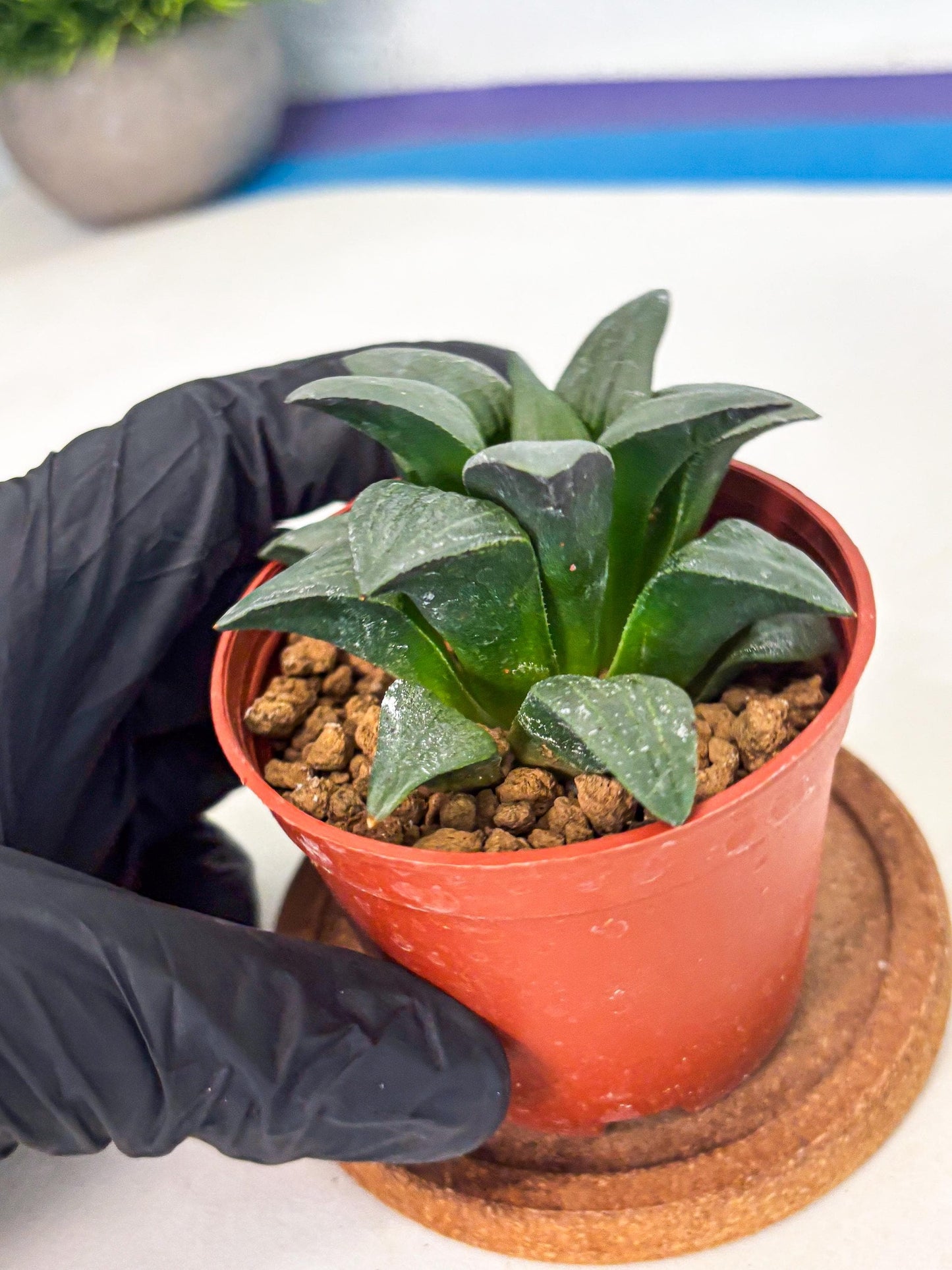 Haworthia Shuten-doji (wa6) (g18) | Rare Import
