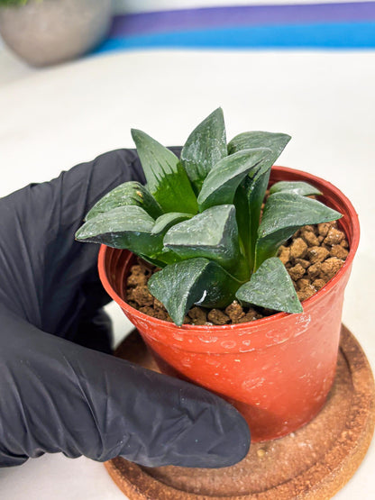 Haworthia Shuten-doji (wa6) (g18) | Rare Import