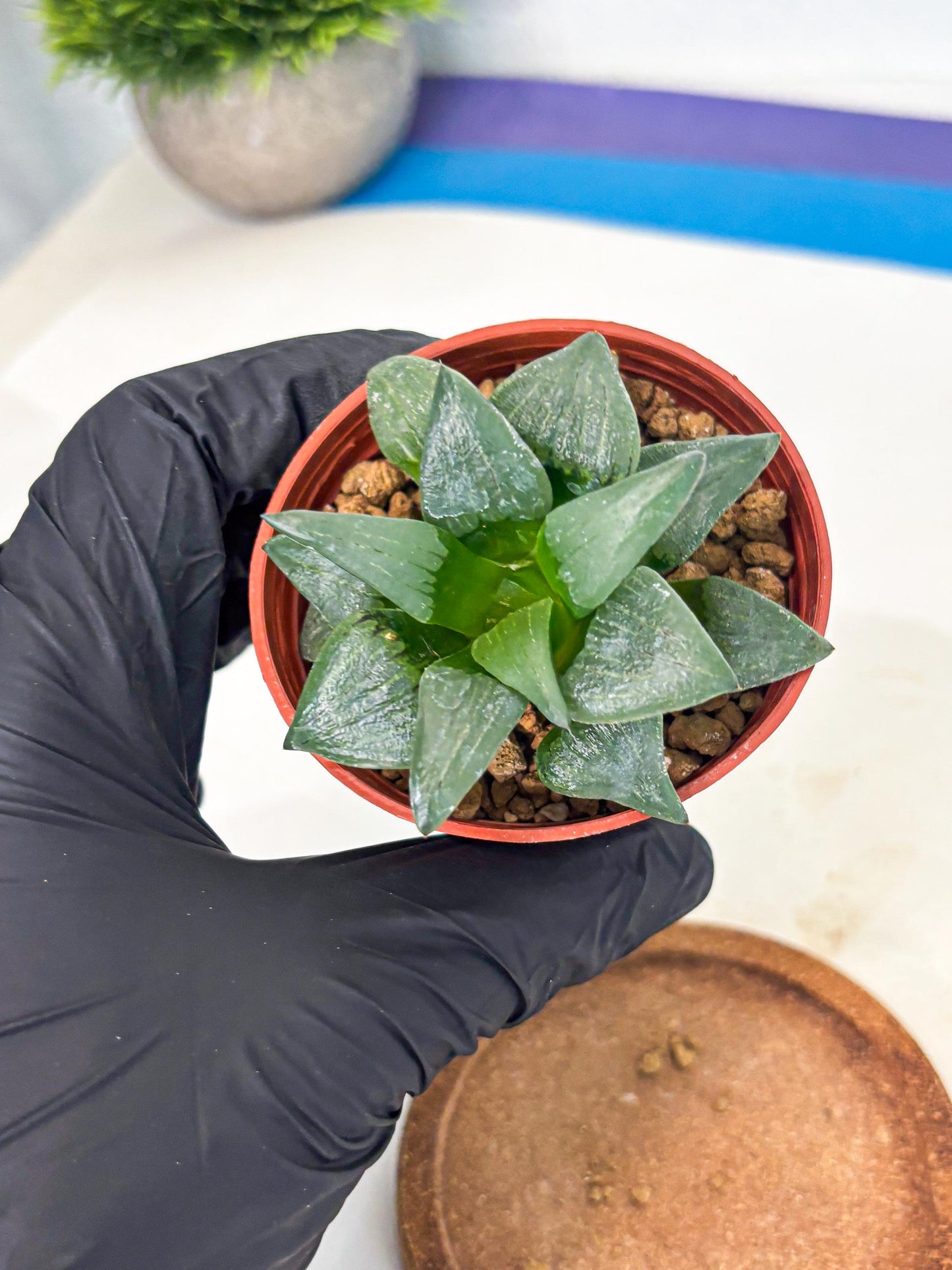 Haworthia Shuten-doji (wa6) (g18) | Rare Import