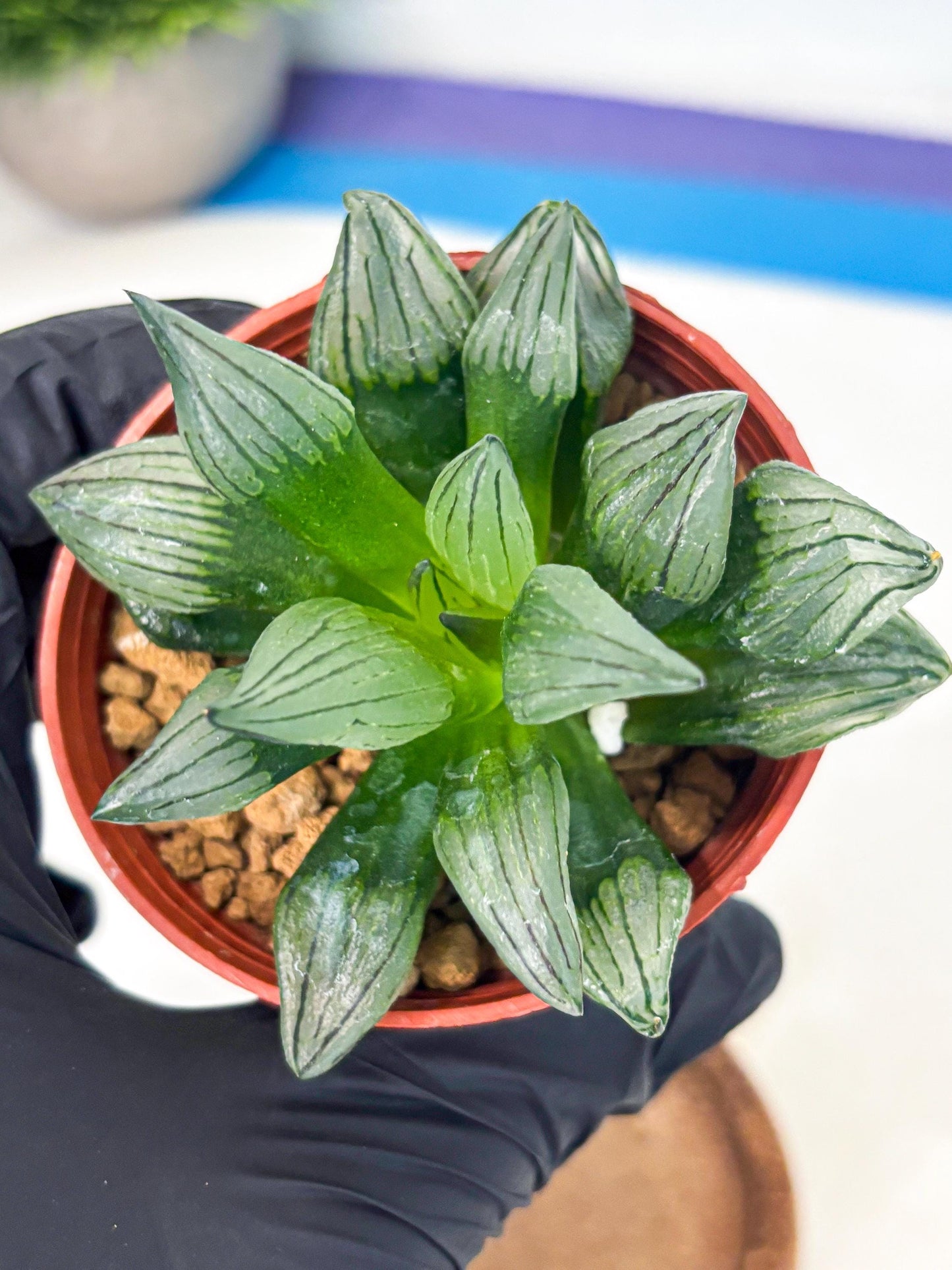Haworthia Atrofusca (wa7) (b2) | Rare Import