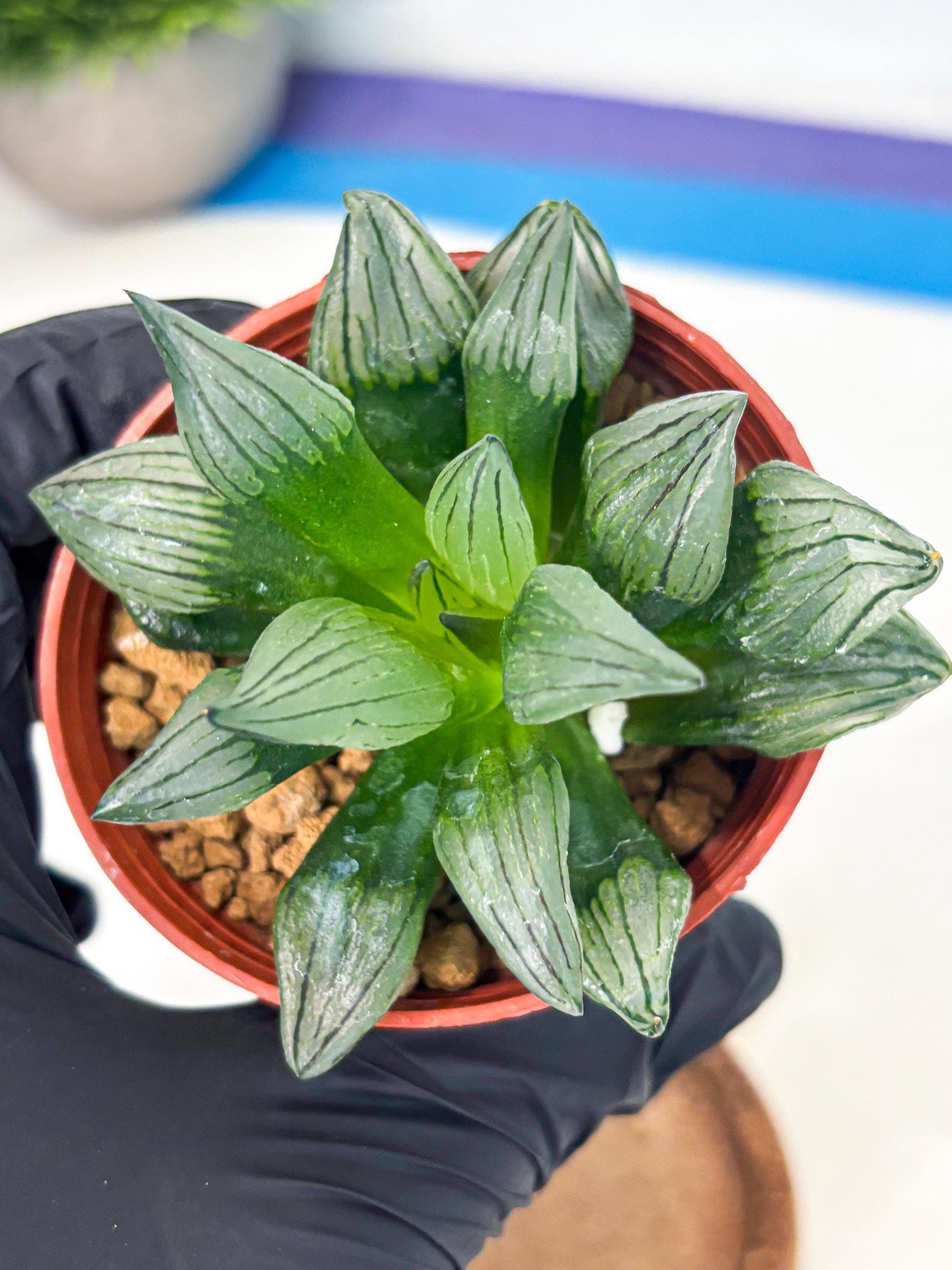 Haworthia Atrofusca (wa7) (b2) | Rare Import