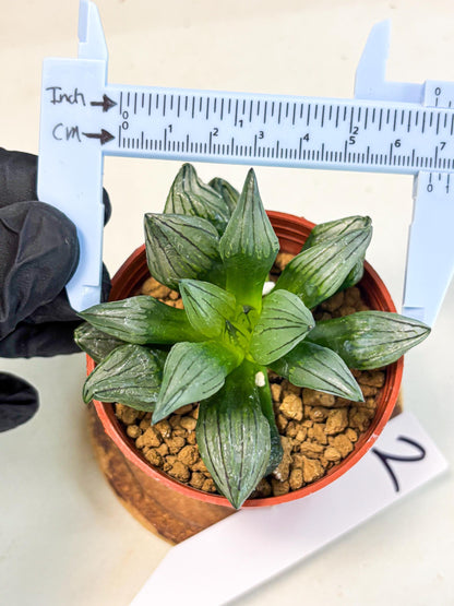 Haworthia Atrofusca (wa7) (b2) | Rare Import