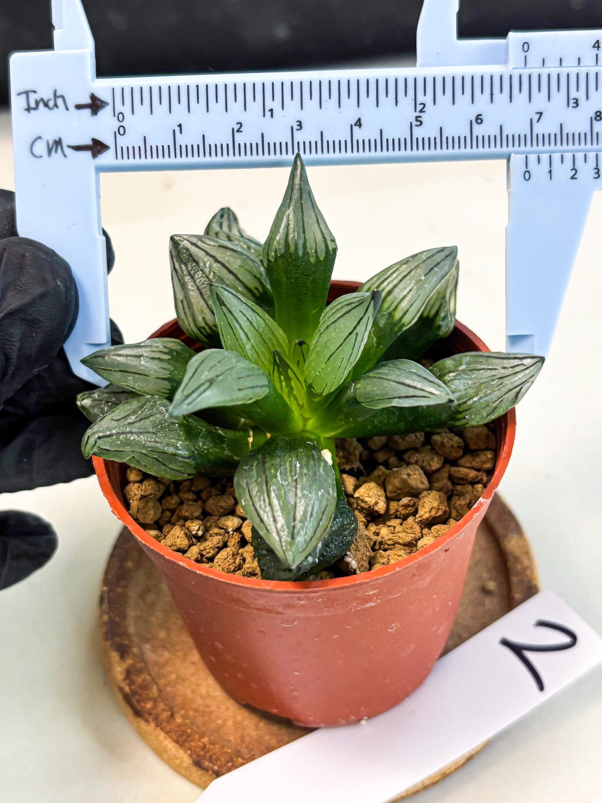 Haworthia Atrofusca (wa7) (b2) | Rare Import