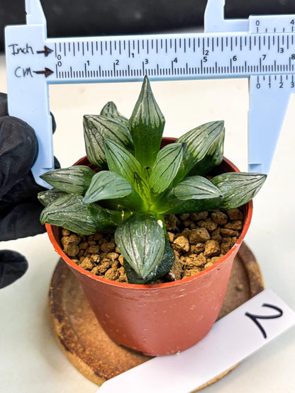 Haworthia Atrofusca (wa7) (b2) | Rare Import