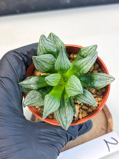 Haworthia Atrofusca (wa7) (b2) | Rare Import