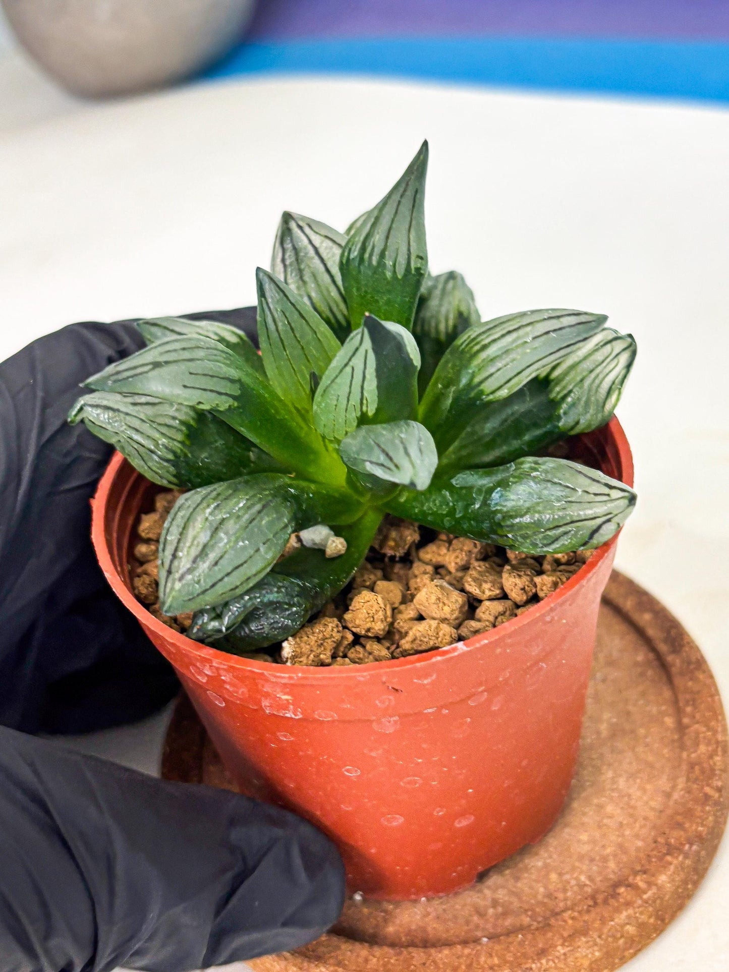 Haworthia Atrofusca (wa7) (b2) | Rare Import