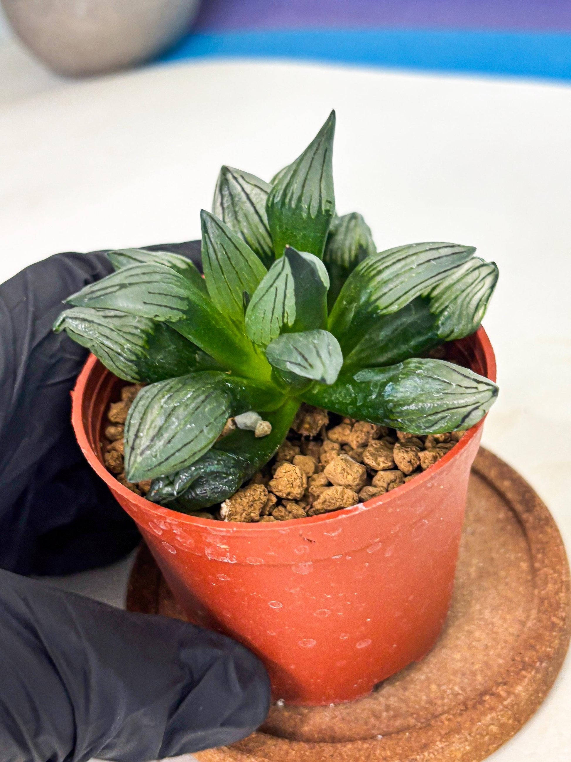 Haworthia Atrofusca (wa7) (b2) | Rare Import