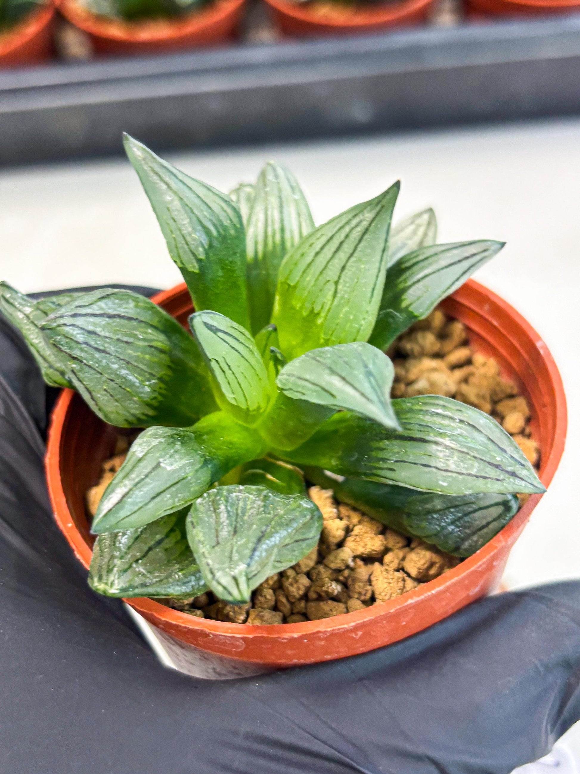 Haworthia Atrofusca (wa7) (b2) | Rare Import