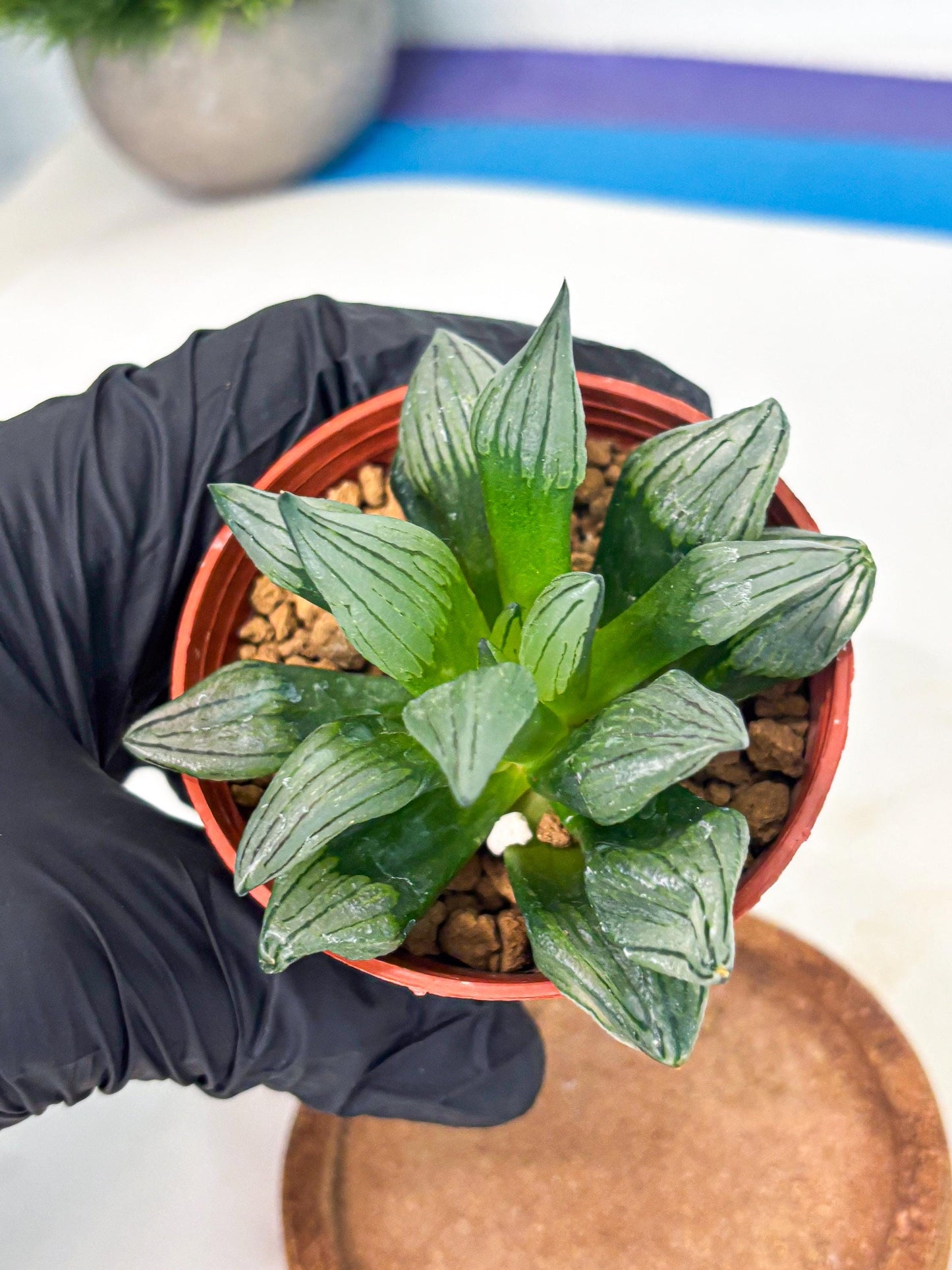 Haworthia Atrofusca (wa7) (b2) | Rare Import