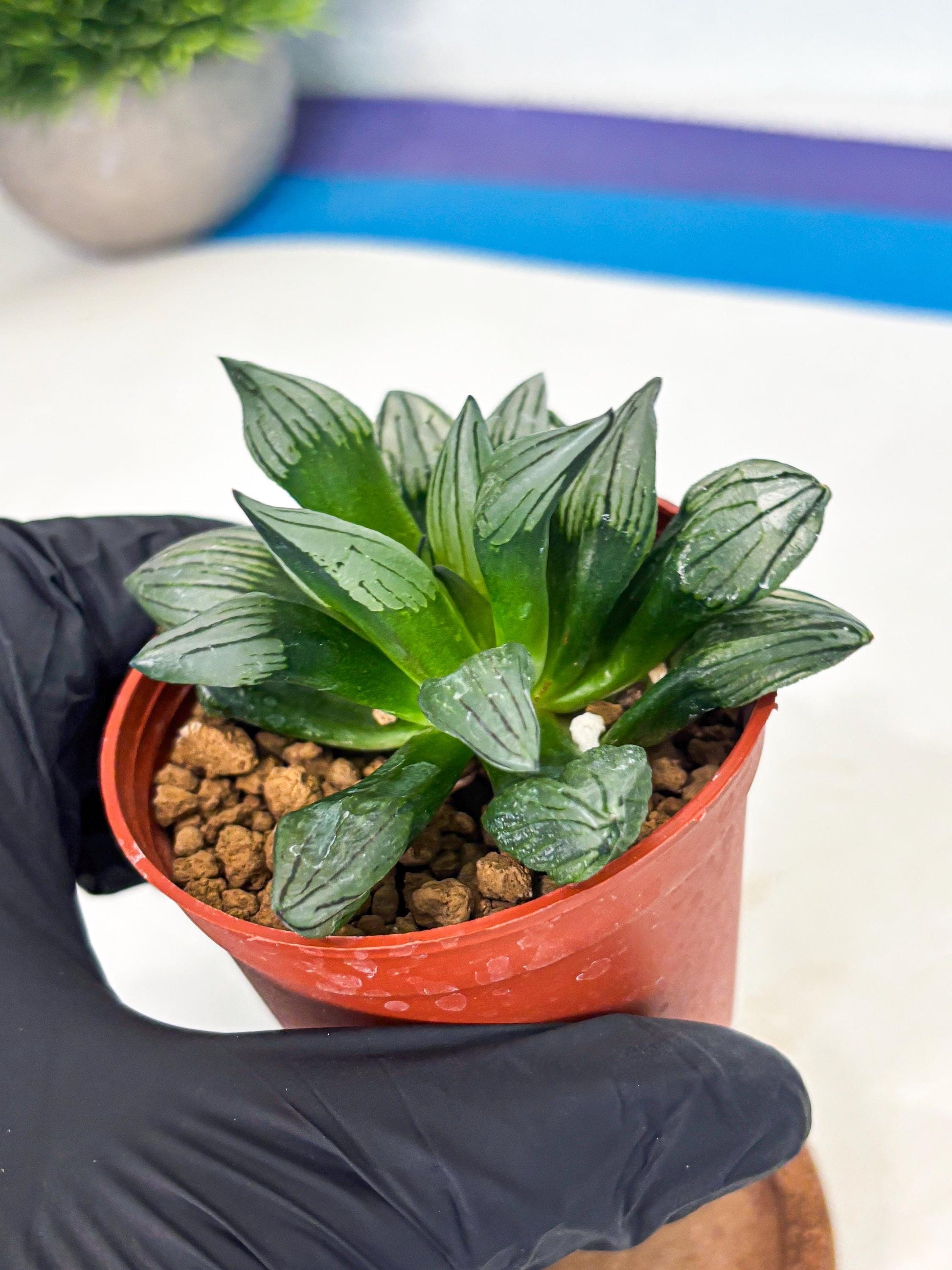 Haworthia Atrofusca (wa7) (b2) | Rare Import