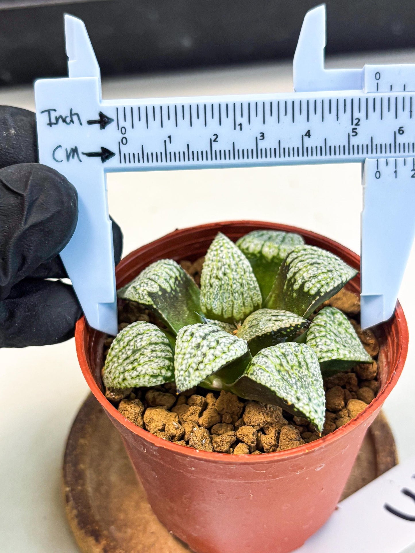 Haworthia Bojin (wa7) (b3) | Rare Import