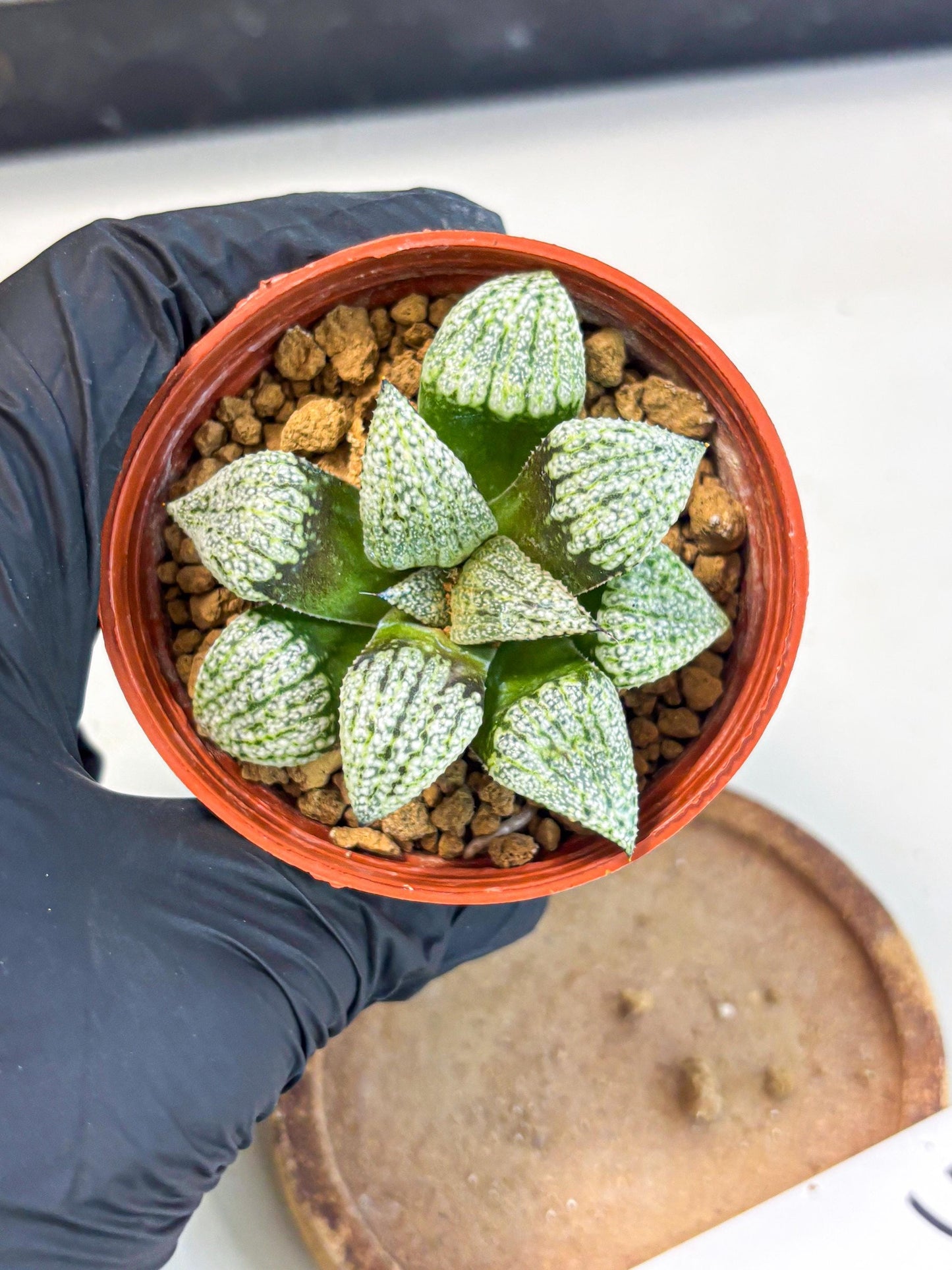 Haworthia Bojin (wa7) (b3) | Rare Import