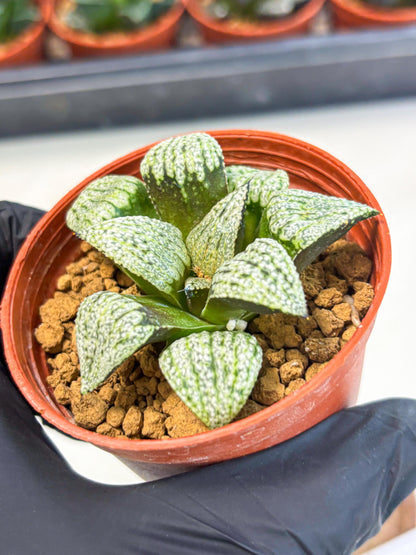 Haworthia Bojin (wa7) (b3) | Rare Import