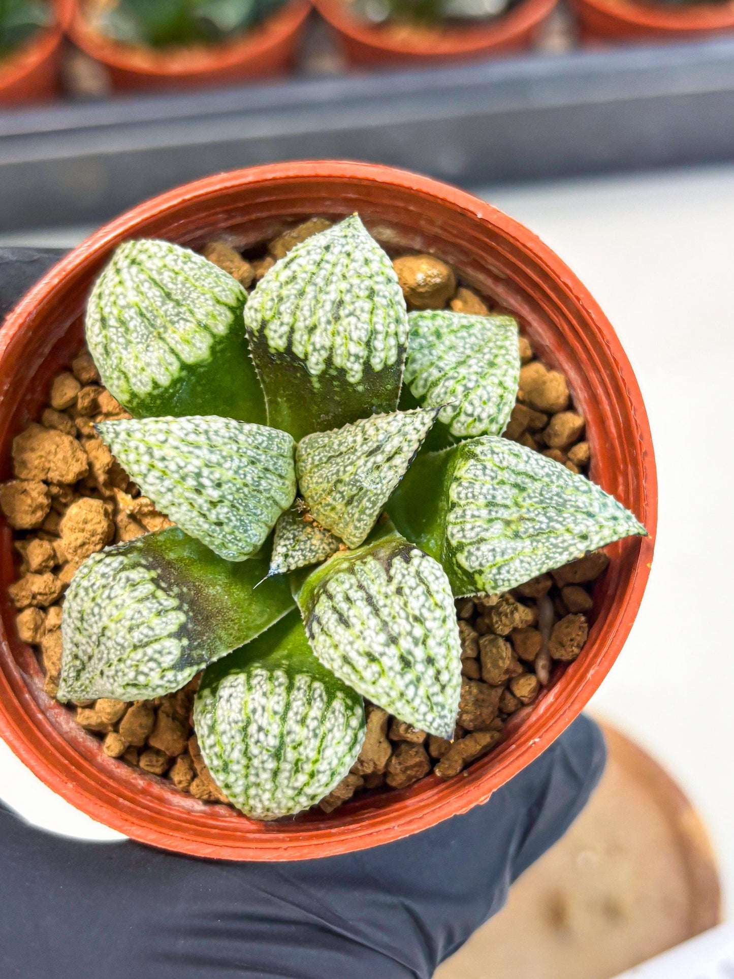 Haworthia Bojin (wa7) (b3) | Rare Import