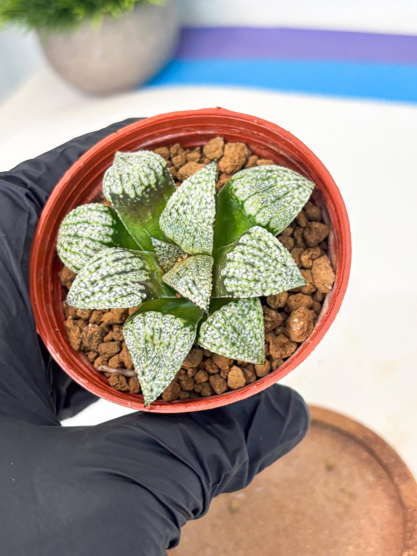 Haworthia Bojin (wa7) (b3) | Rare Import