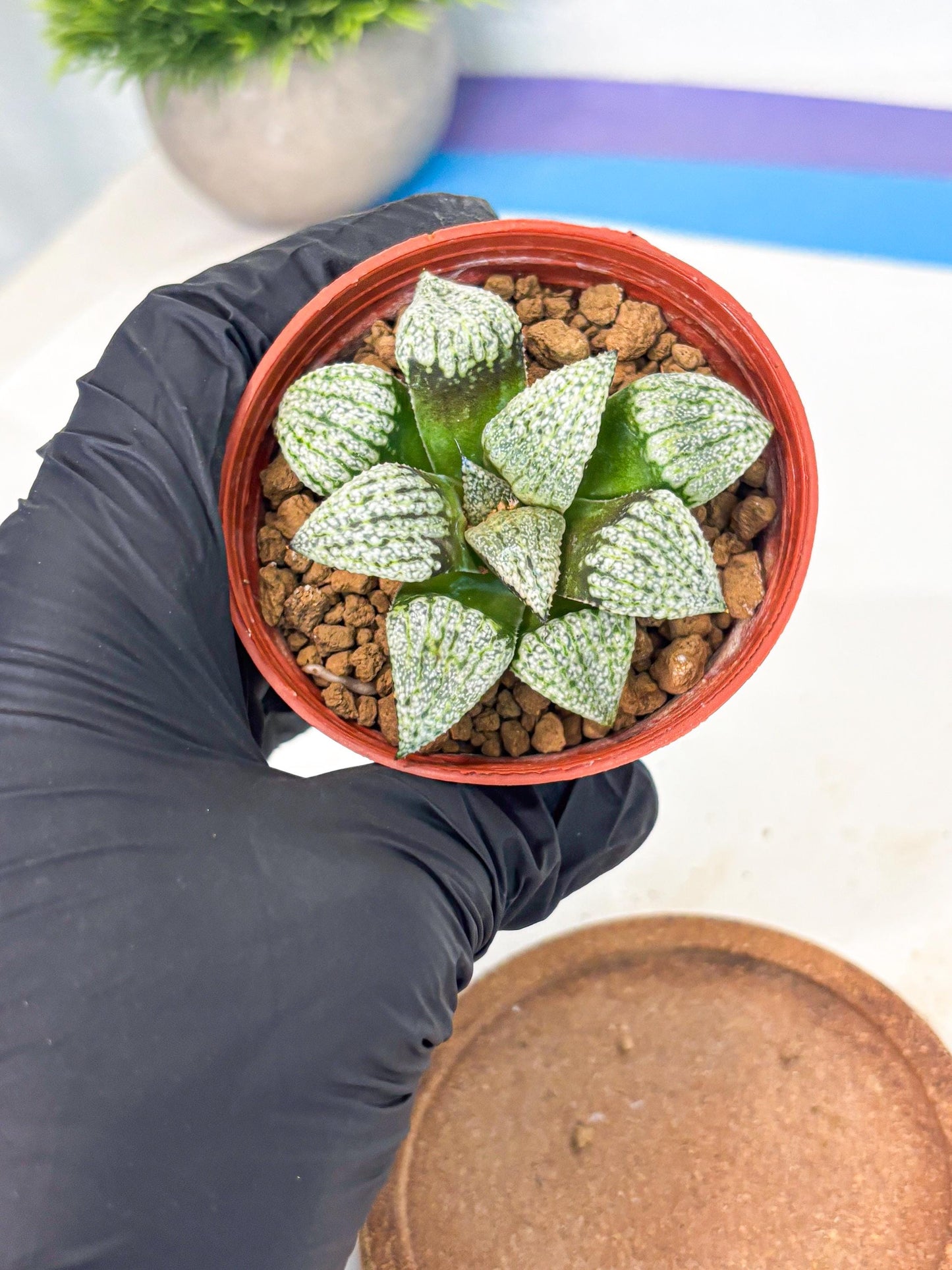 Haworthia Bojin (wa7) (b3) | Rare Import