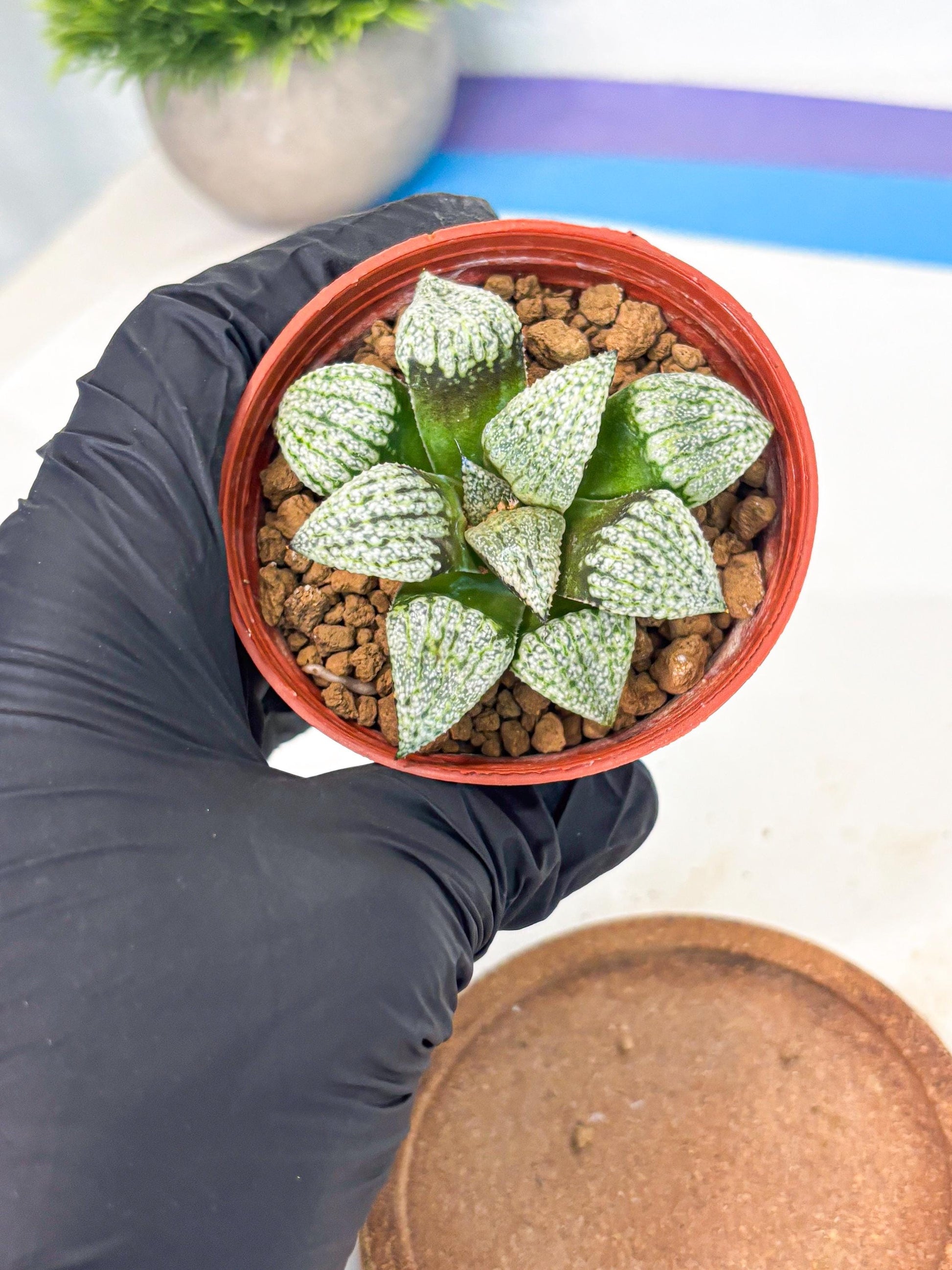 Haworthia Bojin (wa7) (b3) | Rare Import