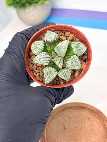 Haworthia Bojin (wa7) (b3) | Rare Import