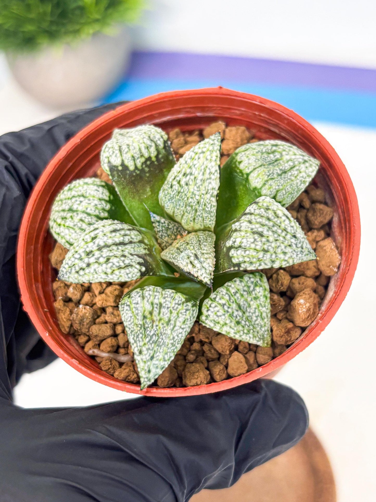 Haworthia Bojin (wa7) (b3) | Rare Import