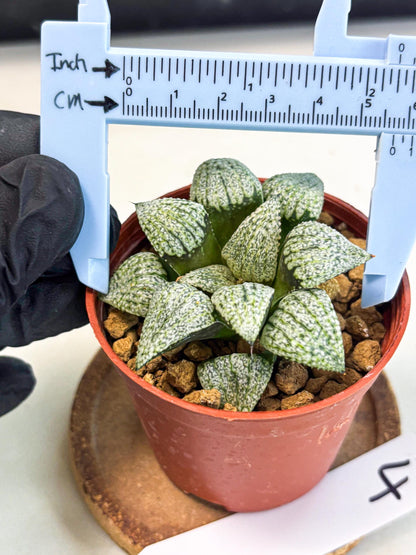 Haworthia Bojin (wa7) (b4) | Rare Import