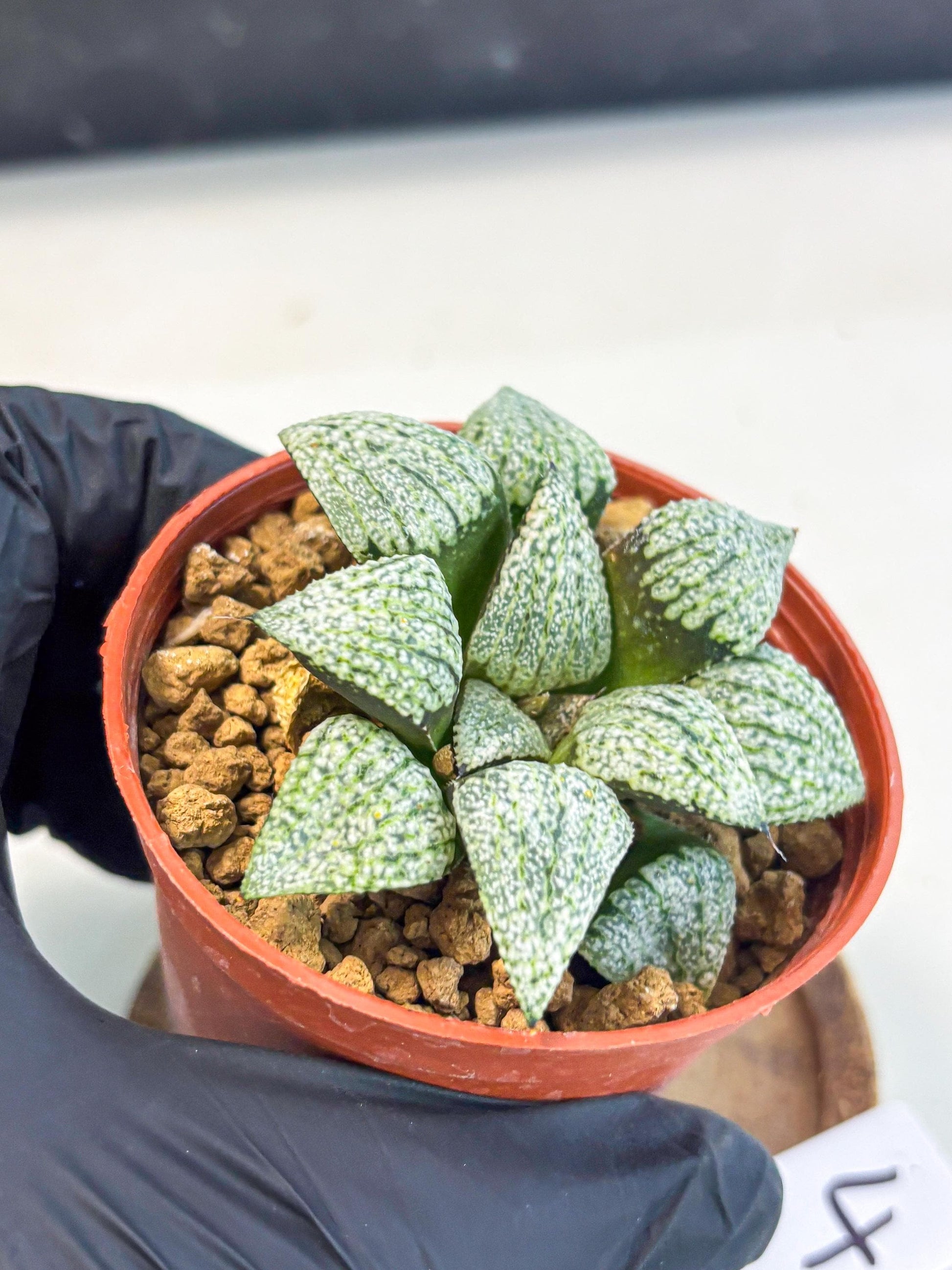 Haworthia Bojin (wa7) (b4) | Rare Import
