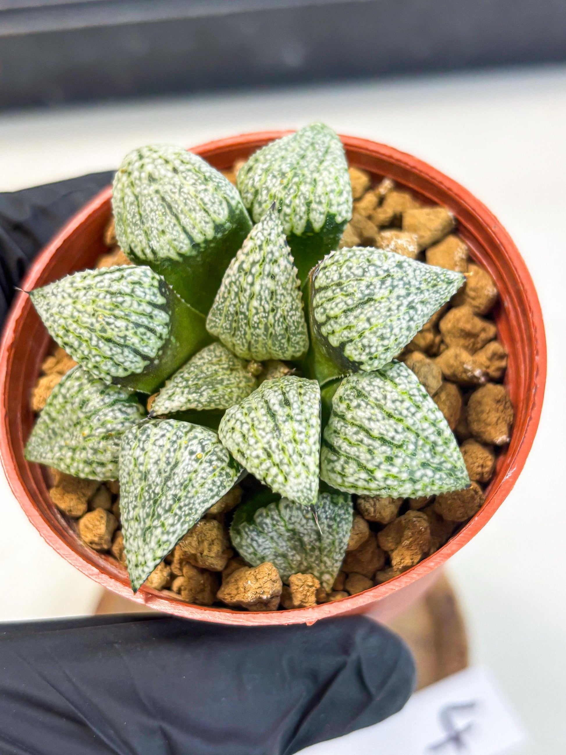 Haworthia Bojin (wa7) (b4) | Rare Import