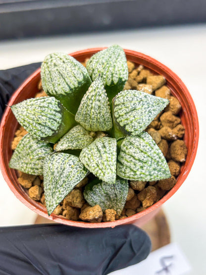 Haworthia Bojin (wa7) (b4) | Rare Import