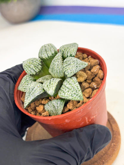 Haworthia Bojin (wa7) (b4) | Rare Import