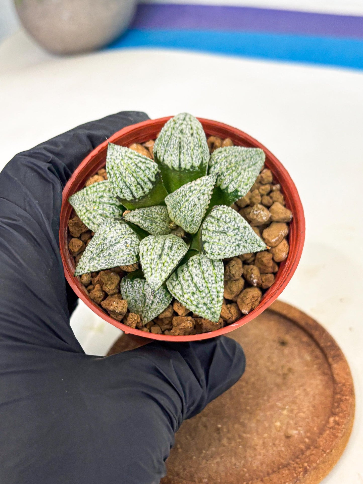 Haworthia Bojin (wa7) (b4) | Rare Import