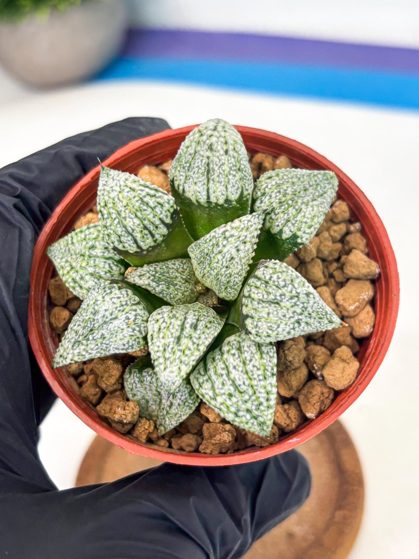Haworthia Bojin (wa7) (b4) | Rare Import