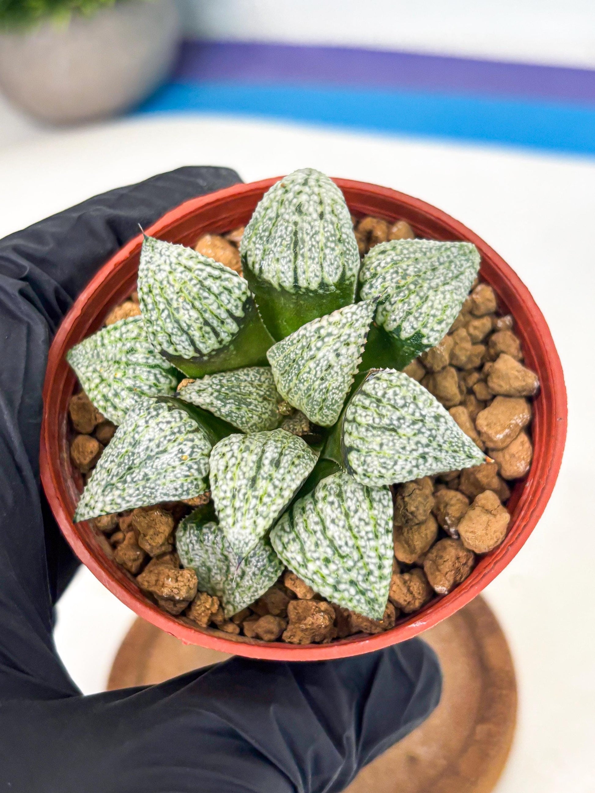 Haworthia Bojin (wa7) (b4) | Rare Import