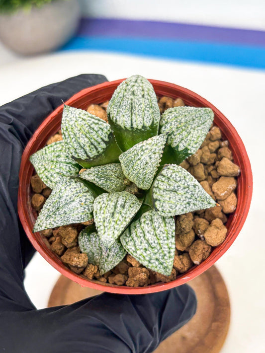 Haworthia Bojin (wa7) (b4) | Rare Import