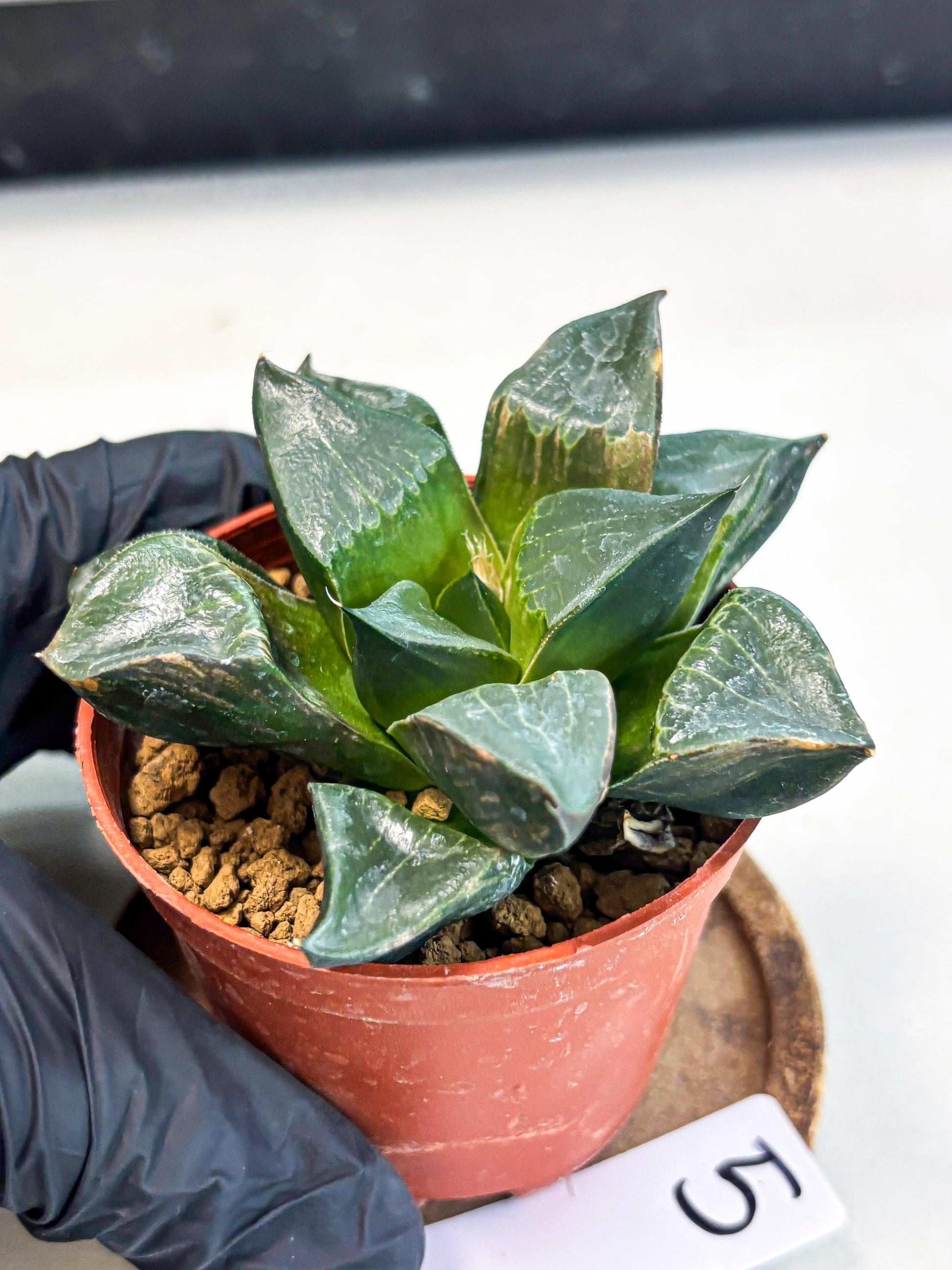 Haworthia Long Xi (wa7) (b5) | Rare Import