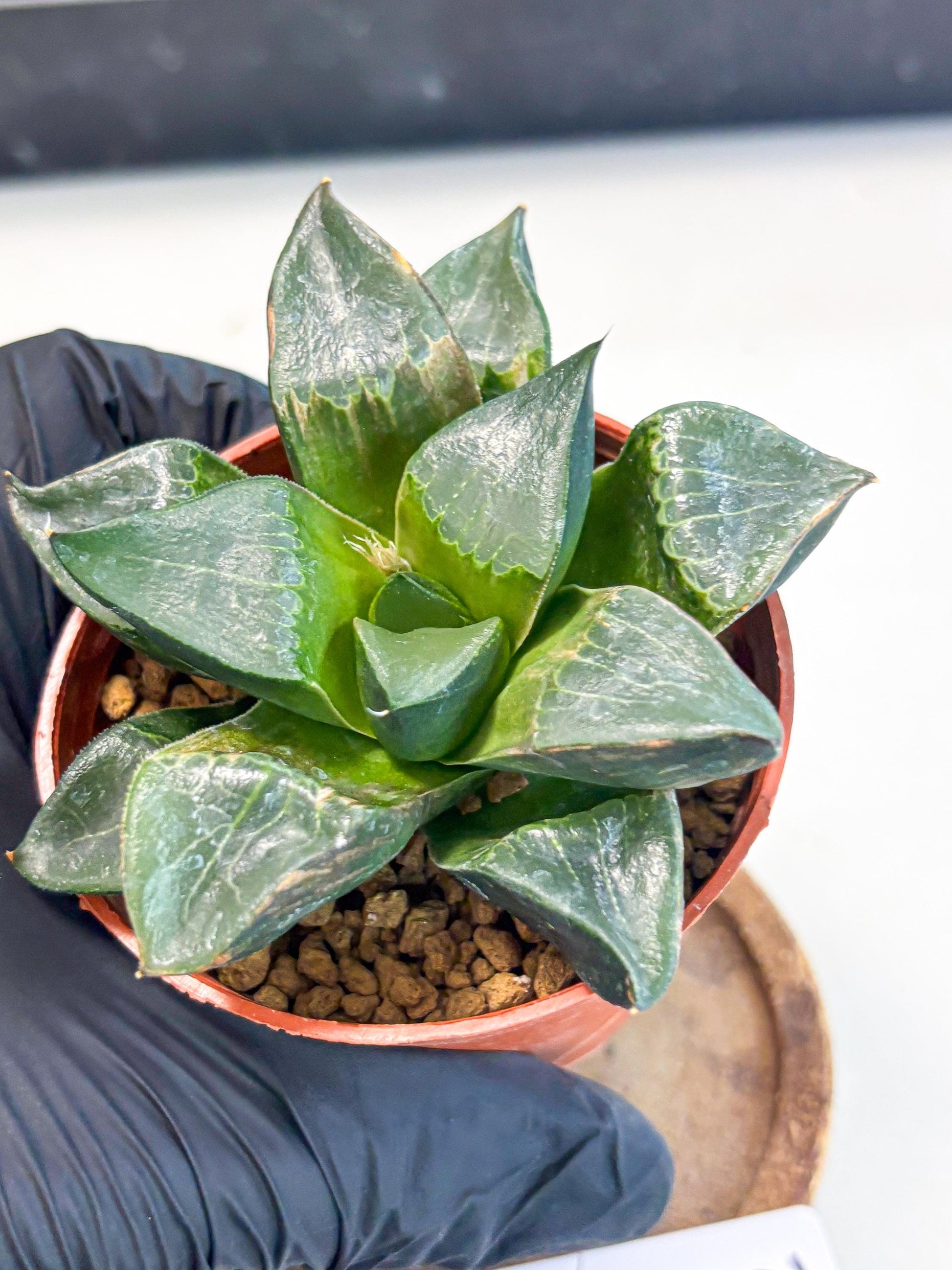 Haworthia Long Xi (wa7) (b5) | Rare Import