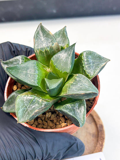 Haworthia Long Xi (wa7) (b5) | Rare Import