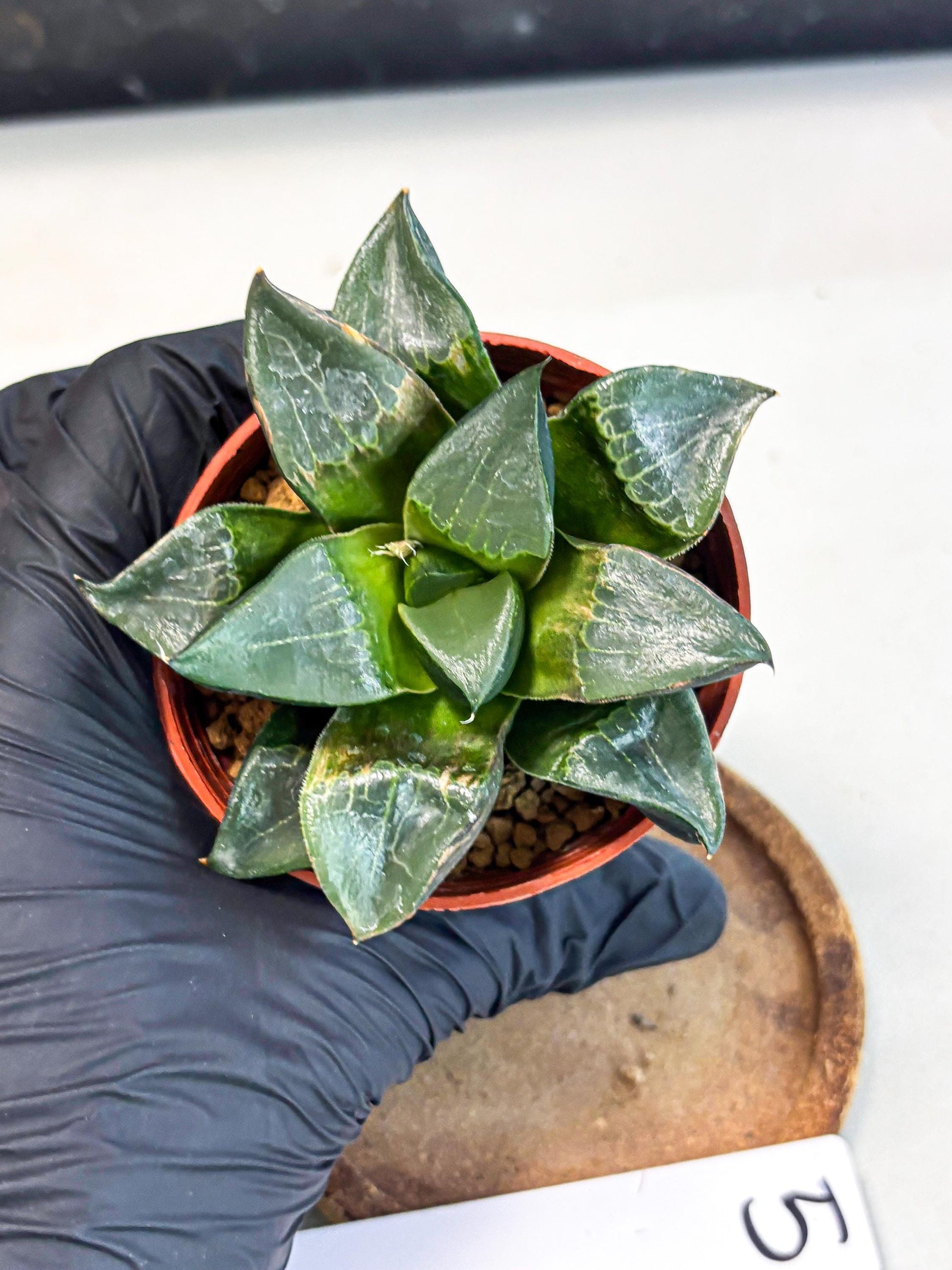 Haworthia Long Xi (wa7) (b5) | Rare Import