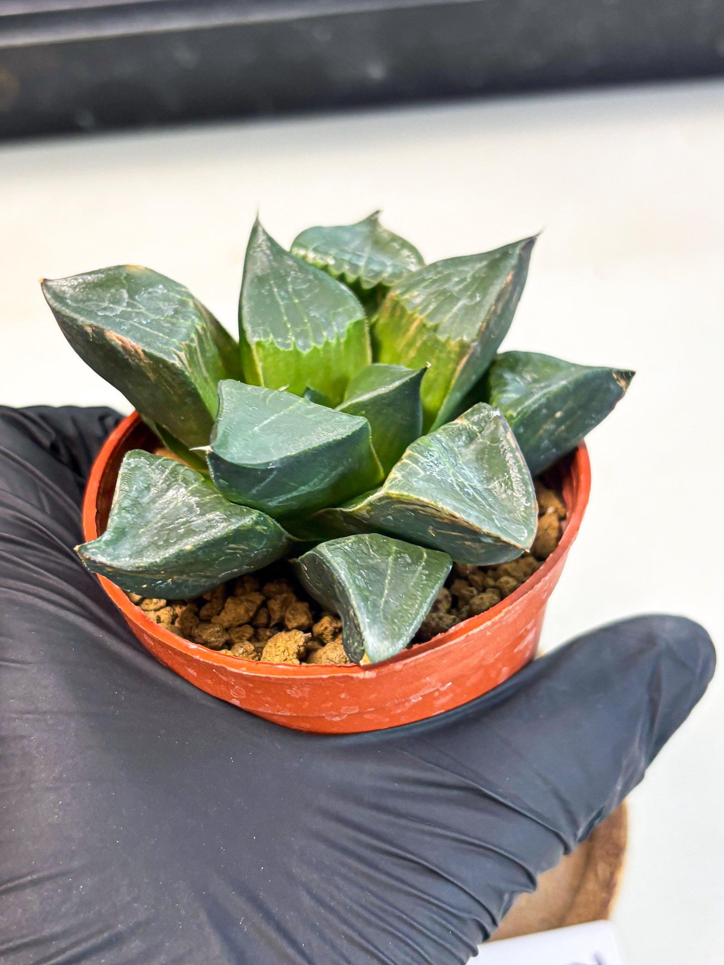 Haworthia Long Xi (wa7) (b5) | Rare Import