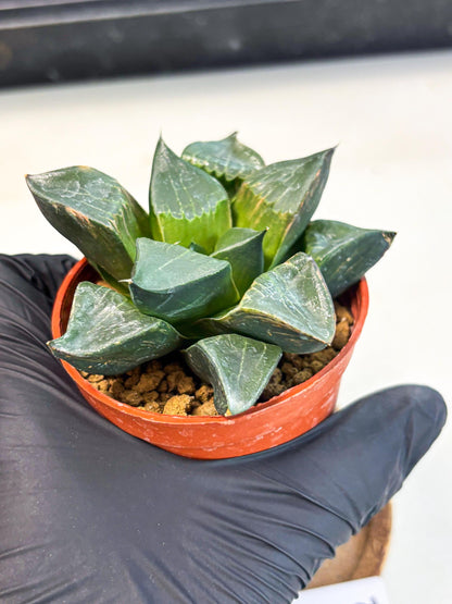 Haworthia Long Xi (wa7) (b5) | Rare Import