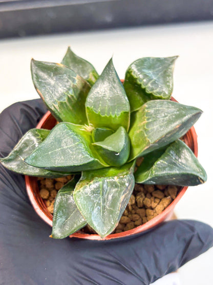 Haworthia Long Xi (wa7) (b5) | Rare Import