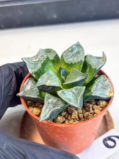 Haworthia Long Xi (wa7) (b6) | Rare Import