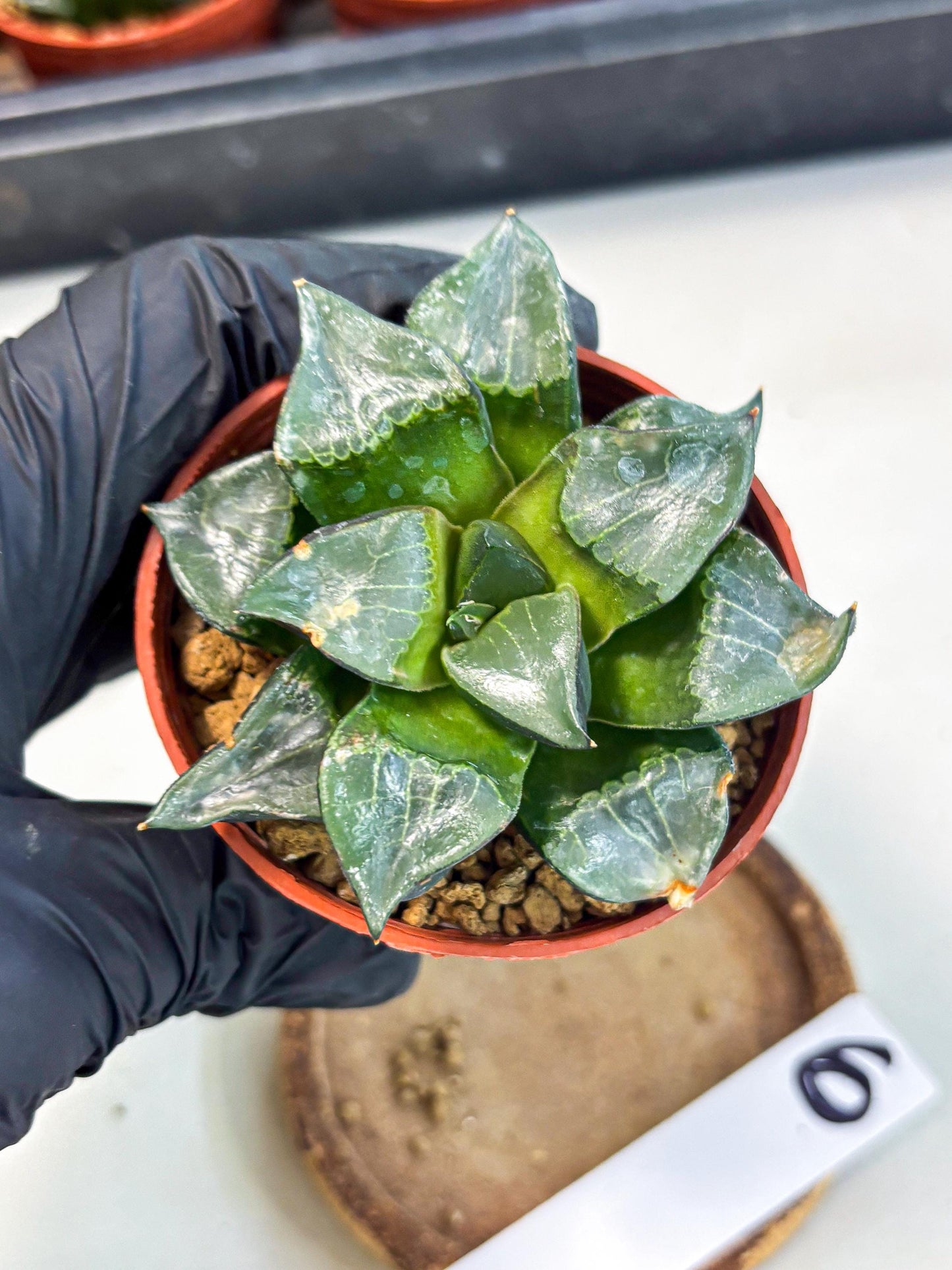 Haworthia Long Xi (wa7) (b6) | Rare Import