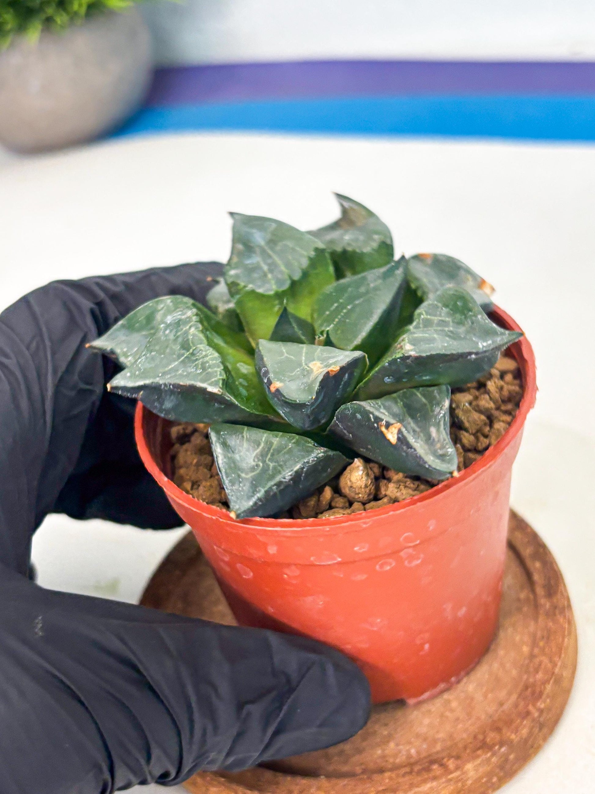 Haworthia Long Xi (wa7) (b6) | Rare Import