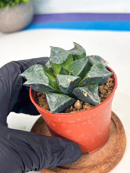 Haworthia Long Xi (wa7) (b6) | Rare Import