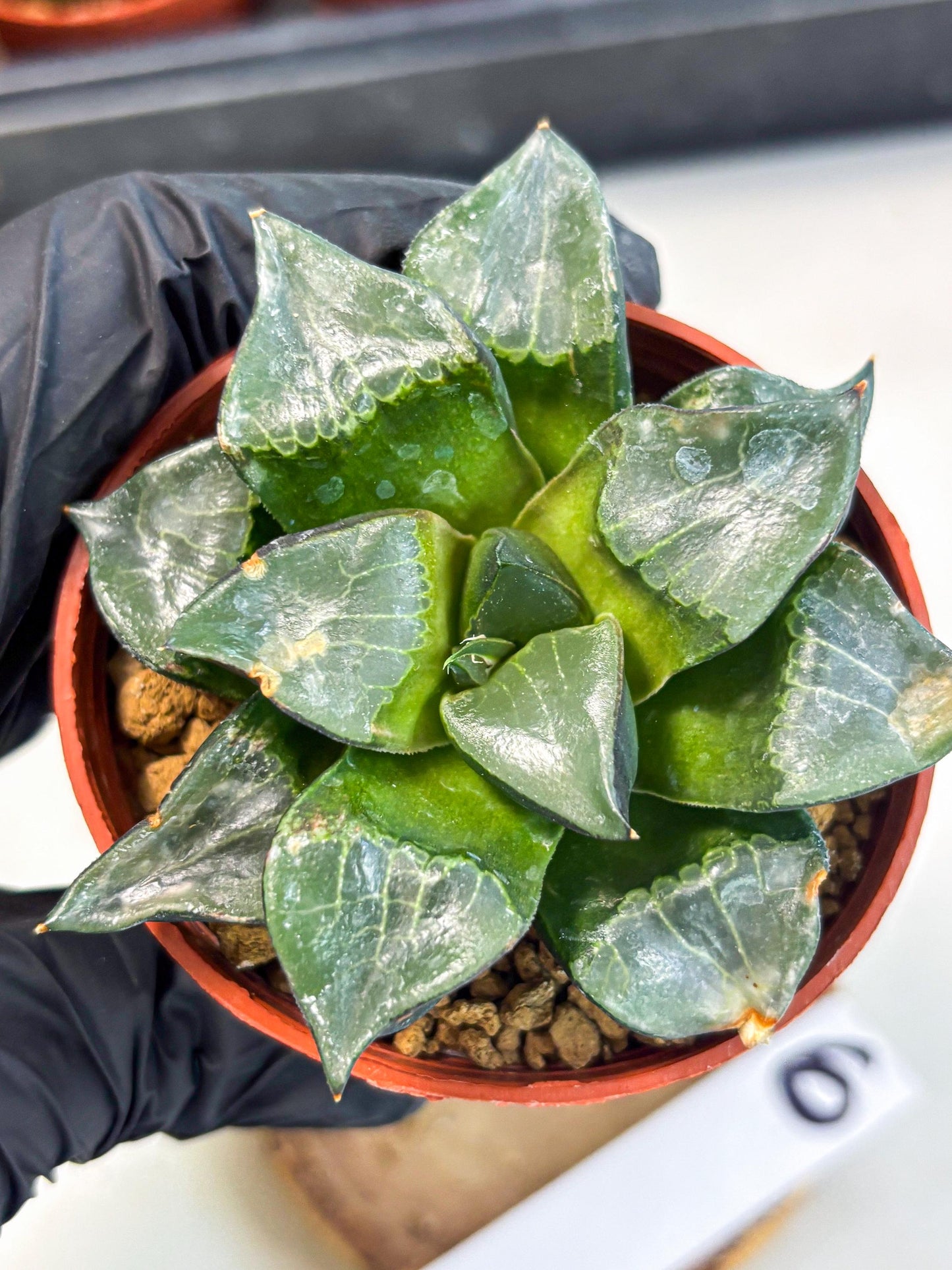 Haworthia Long Xi (wa7) (b6) | Rare Import